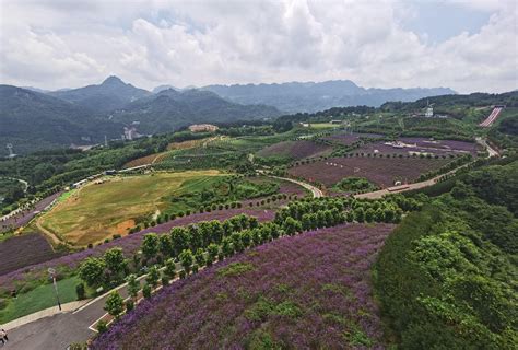 金桂哪裡買|花花世界